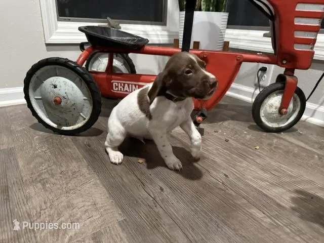 Ed – German Shorthaired Pointer puppy for sale in Melrose, MN