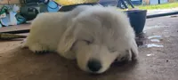 Great Pyrenees/Anatolian Shepherd , a male Anatolian Shepherd Dog and Great Pyrenees for sale in Wichita Falls, TX – 4 of 6