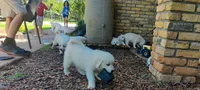 Great Pyrenees/Anatolian Shepherd , a male Anatolian Shepherd Dog and Great Pyrenees for sale in Wichita Falls, TX – 6 of 6