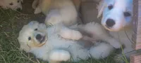 Great Pyrenees/Anatolian Shepherd , a male Anatolian Shepherd Dog and Great Pyrenees for sale in Wichita Falls, TX – 5 of 6
