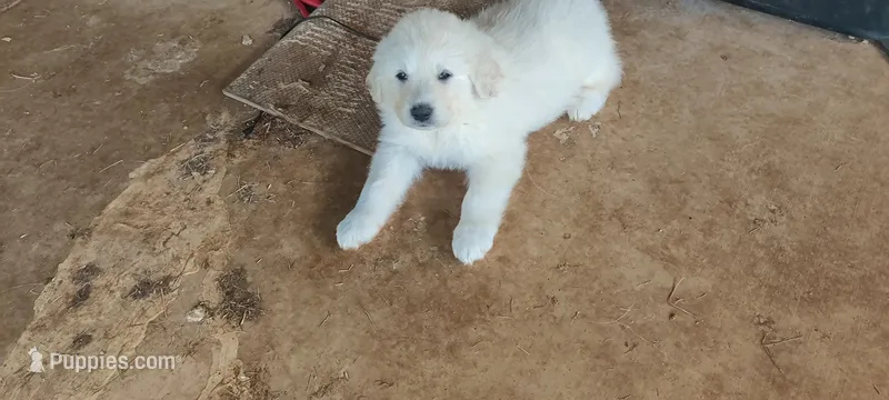 Great Pyrenees/Anatolian Shepherd  – Anatolian Shepherd Dog, Great Pyrenees puppy for sale in Wichita Falls, TX