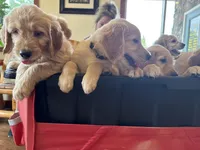 Brown Collar , a male Goldendoodle for sale in Flint, MI – 5 of 8