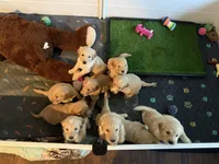Brown Collar , a male Goldendoodle for sale in Flint, MI – 7 of 8