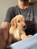 Orange collar, a male Goldendoodle for sale in Flint, MI – 7 of 8