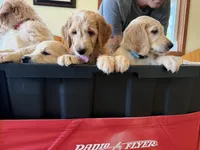 Orange collar, a male Goldendoodle for sale in Flint, MI – 2 of 8