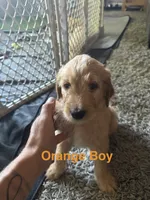 Orange collar, a male Goldendoodle for sale in Flint, MI – 1 of 8