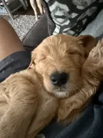 Orange collar, a male Goldendoodle for sale in Flint, MI – 8 of 8