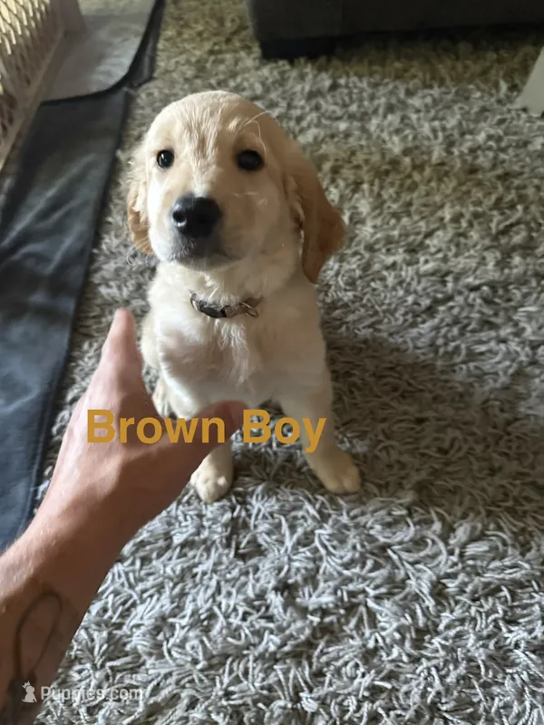 Brown Collar  – Goldendoodle puppy for sale in Flint, MI