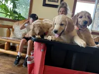 Brown Collar , a male Goldendoodle for sale in Flint, MI – 2 of 8