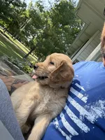 Red Collar , a female Goldendoodle for sale in Flint, MI – 2 of 5