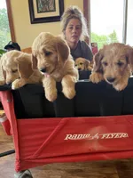Orange collar, a male Goldendoodle for sale in Flint, MI – 3 of 8