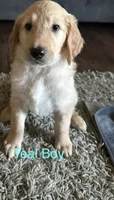Teal Collar, a male Goldendoodle for sale in Flint, MI – 1 of 3
