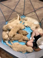 Brown Collar , a male Goldendoodle for sale in Flint, MI – 3 of 8