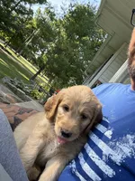 Red Collar , a female Goldendoodle for sale in Flint, MI – 5 of 5