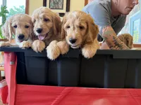 Red Collar , a female Goldendoodle for sale in Flint, MI – 4 of 5