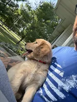 Red Collar , a female Goldendoodle for sale in Flint, MI – 3 of 5
