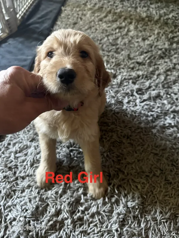 Red Collar  – Goldendoodle puppy for sale in Flint, MI