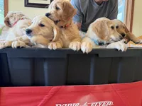 Orange collar, a male Goldendoodle for sale in Flint, MI – 5 of 8