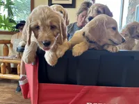Brown Collar , a male Goldendoodle for sale in Flint, MI – 4 of 8