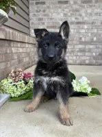 Tommy, a male German Shepherd Dog for sale in Carey, OH – 3 of 4