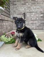 Minnie, a female German Shepherd Dog for sale in Carey, OH – 3 of 4