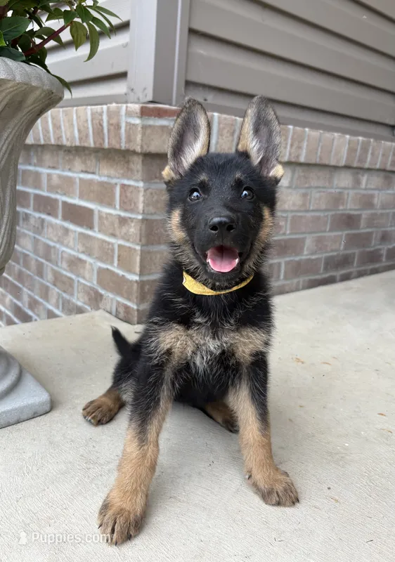 Minnie – German Shepherd Dog puppy for sale in Carey, OH