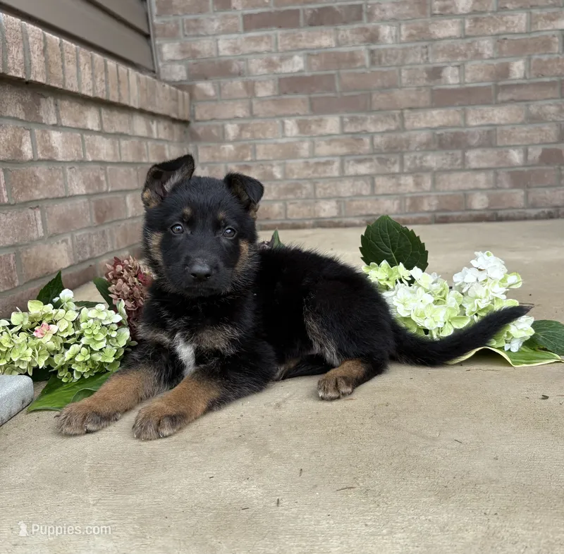 Jimmy – German Shepherd Dog puppy for sale in Carey, OH