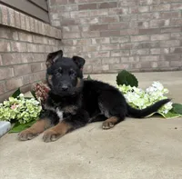 Jimmy, a male German Shepherd Dog for sale in Carey, OH – 1 of 5