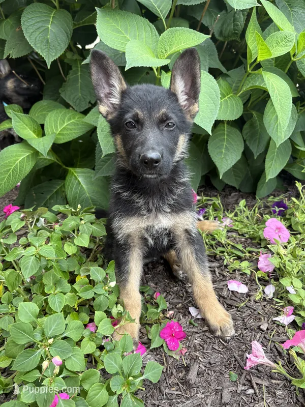 Donny – German Shepherd Dog puppy for sale in Carey, OH