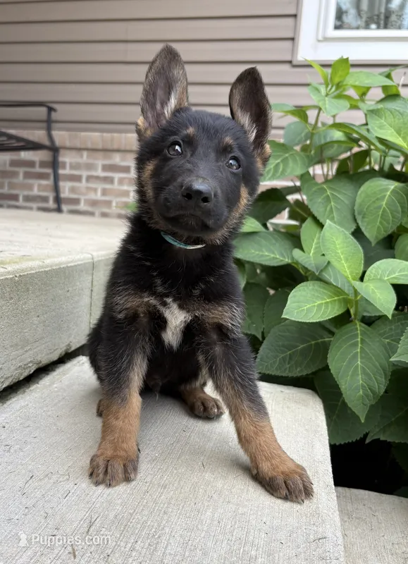 Jimmy – German Shepherd Dog puppy for sale in Carey, OH