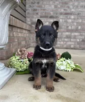 Timmy, a male German Shepherd Dog for sale in Carey, OH – 2 of 4