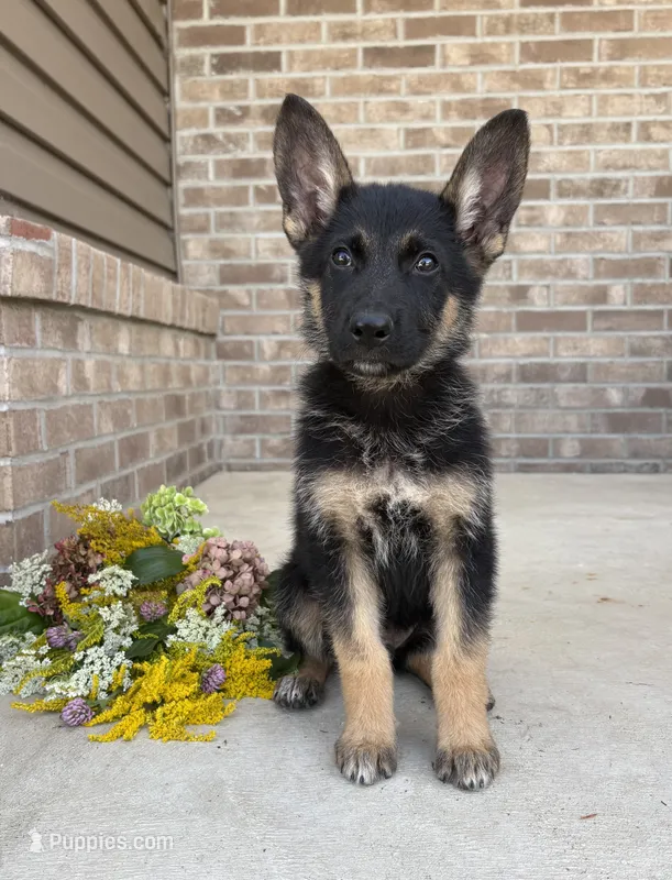 Donny – German Shepherd Dog puppy for sale in Carey, OH