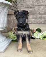Donny, a male German Shepherd Dog for sale in Carey, OH – 2 of 4