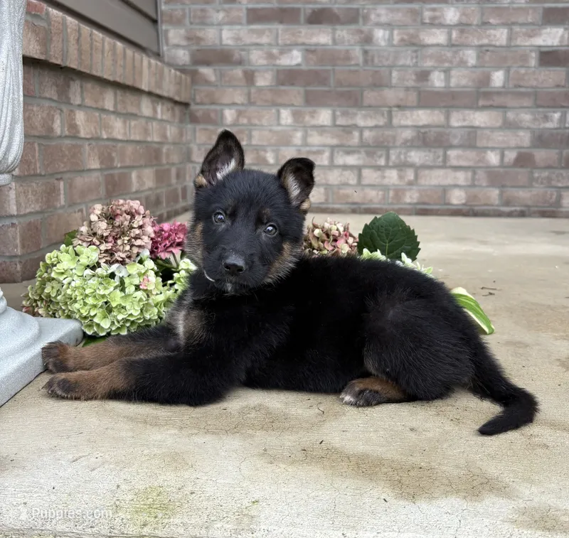 Timmy – German Shepherd Dog puppy for sale in Carey, OH