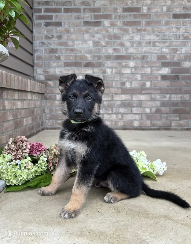 Donny – German Shepherd Dog puppy for sale in Carey, OH