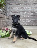 Donny, a male German Shepherd Dog for sale in Carey, OH – 1 of 4