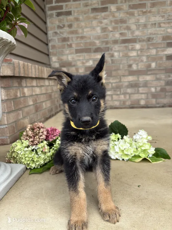Minnie – German Shepherd Dog puppy for sale in Carey, OH