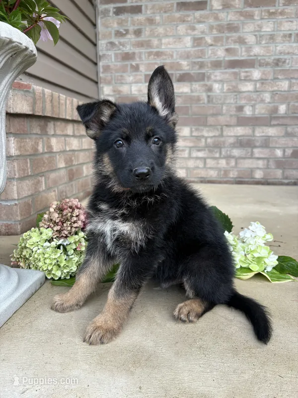 Tommy – German Shepherd Dog puppy for sale in Carey, OH