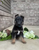 Jimmy, a male German Shepherd Dog for sale in Carey, OH – 4 of 5