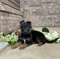 Jimmy, a male German Shepherd Dog for sale in Carey, OH – 3 of 5