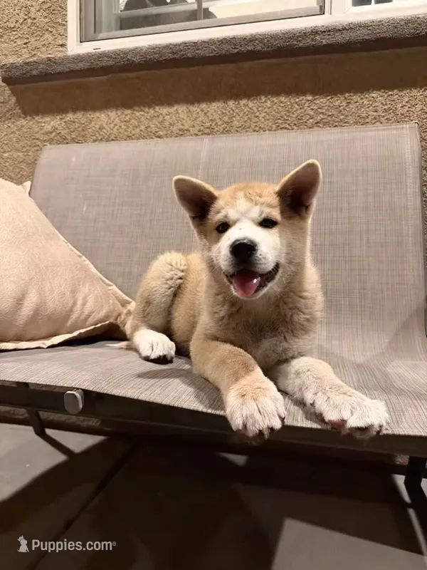 Japanese Akita Inu – Japanese Akita puppy for sale in Elk Grove, CA