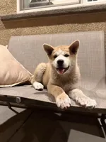 Japanese Akita Inu, a male Japanese Akita for sale in Elk Grove, CA – 1 of 3