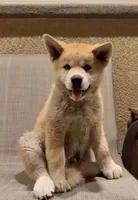 Japanese Akita Inu, a male Japanese Akita for sale in Elk Grove, CA – 2 of 3