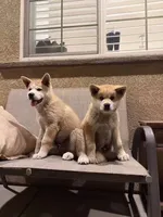 Japanese Akita Inu, a male Japanese Akita for sale in Elk Grove, CA – 3 of 3