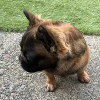 Big Bear, a male French Bulldog for sale in Hillsboro, OR – Photo 6 of 8