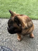 Big Bear, a male French Bulldog for sale in Hillsboro, OR – Photo 6 of 8