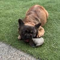 Big Bear, a male French Bulldog for sale in Hillsboro, OR – Photo 8 of 8