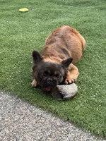 Big Bear, a male French Bulldog for sale in Hillsboro, OR – Photo 8 of 8