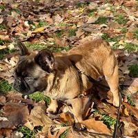 Big Bear, a male French Bulldog for sale in Hillsboro, OR – Photo 5 of 8
