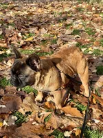 Big Bear, a male French Bulldog for sale in Hillsboro, OR – Photo 5 of 8